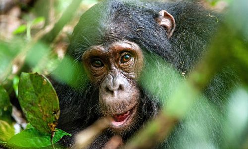 Close up portrait of old chimpanzee Pan troglodytes resting in the jungle of Kibale forest in Uganda