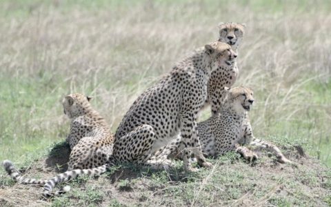 cheetah family