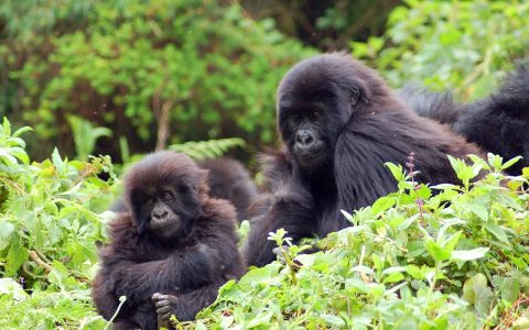 gorilla trekking rwanda