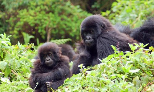 gorilla trekking rwanda