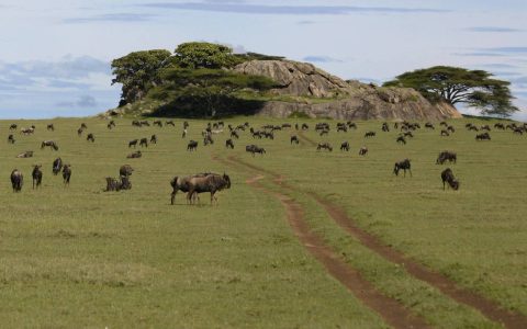 serengeti plains