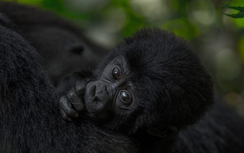 gorilla trekking rwanda